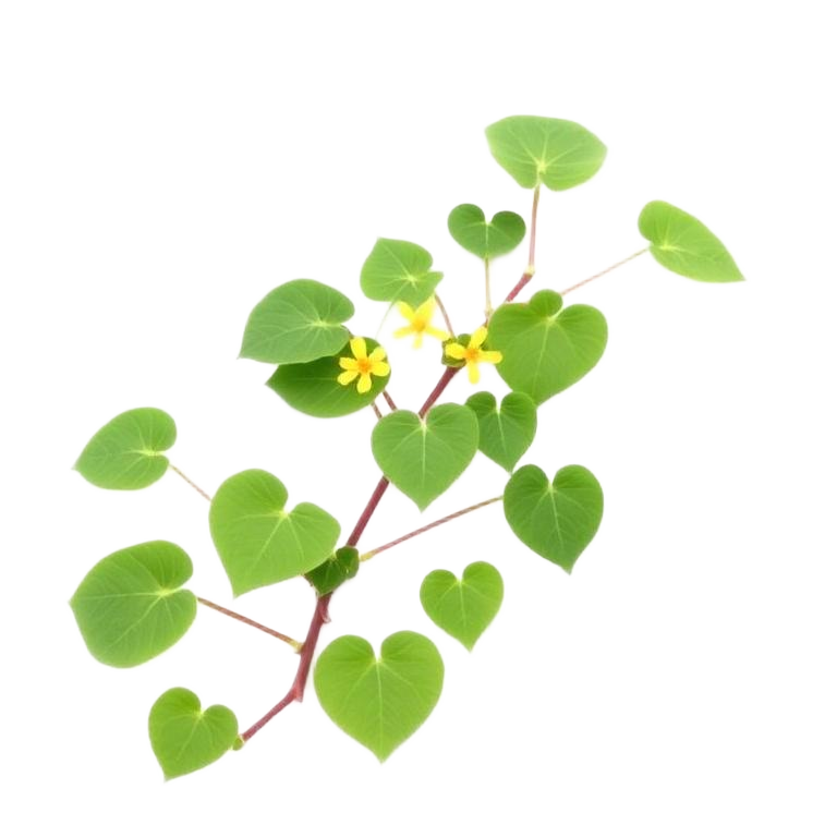 Horny Goat Weed