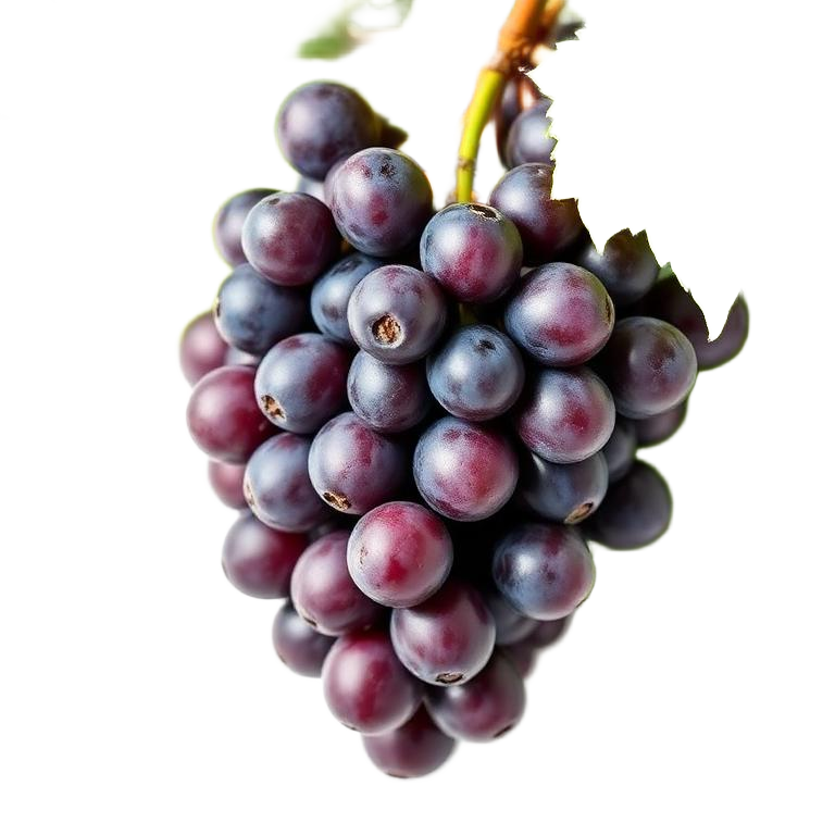 Grape Seed