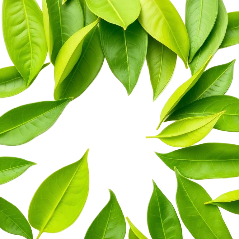 Green Tea Extract