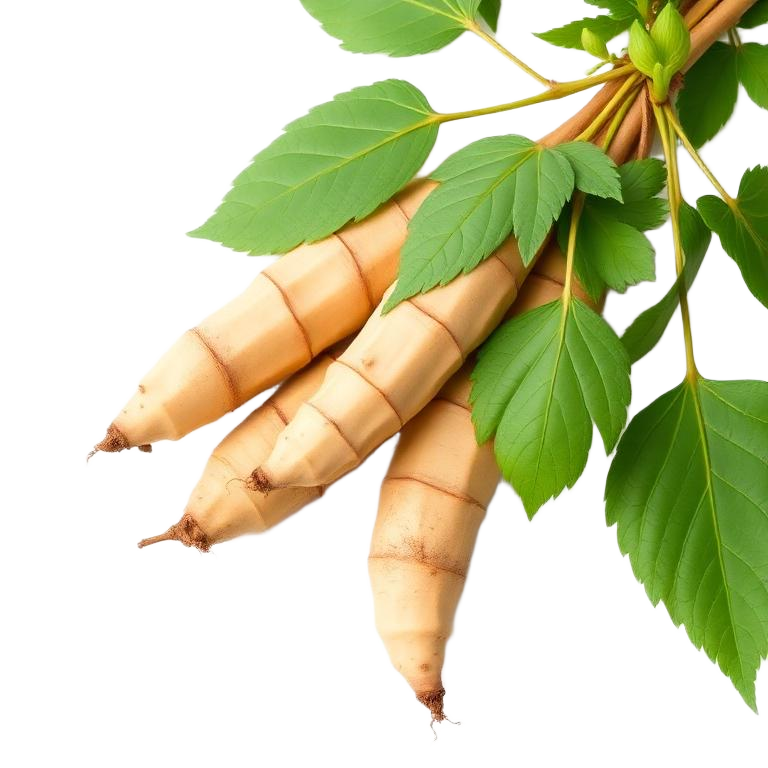 Maca Root